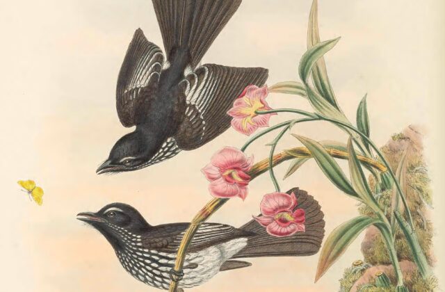 White-winged Fantail