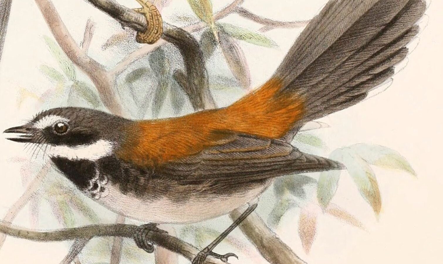 Supertramp Fantail