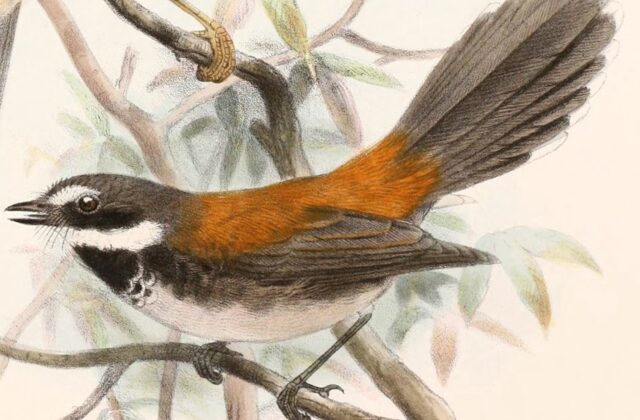 Supertramp Fantail