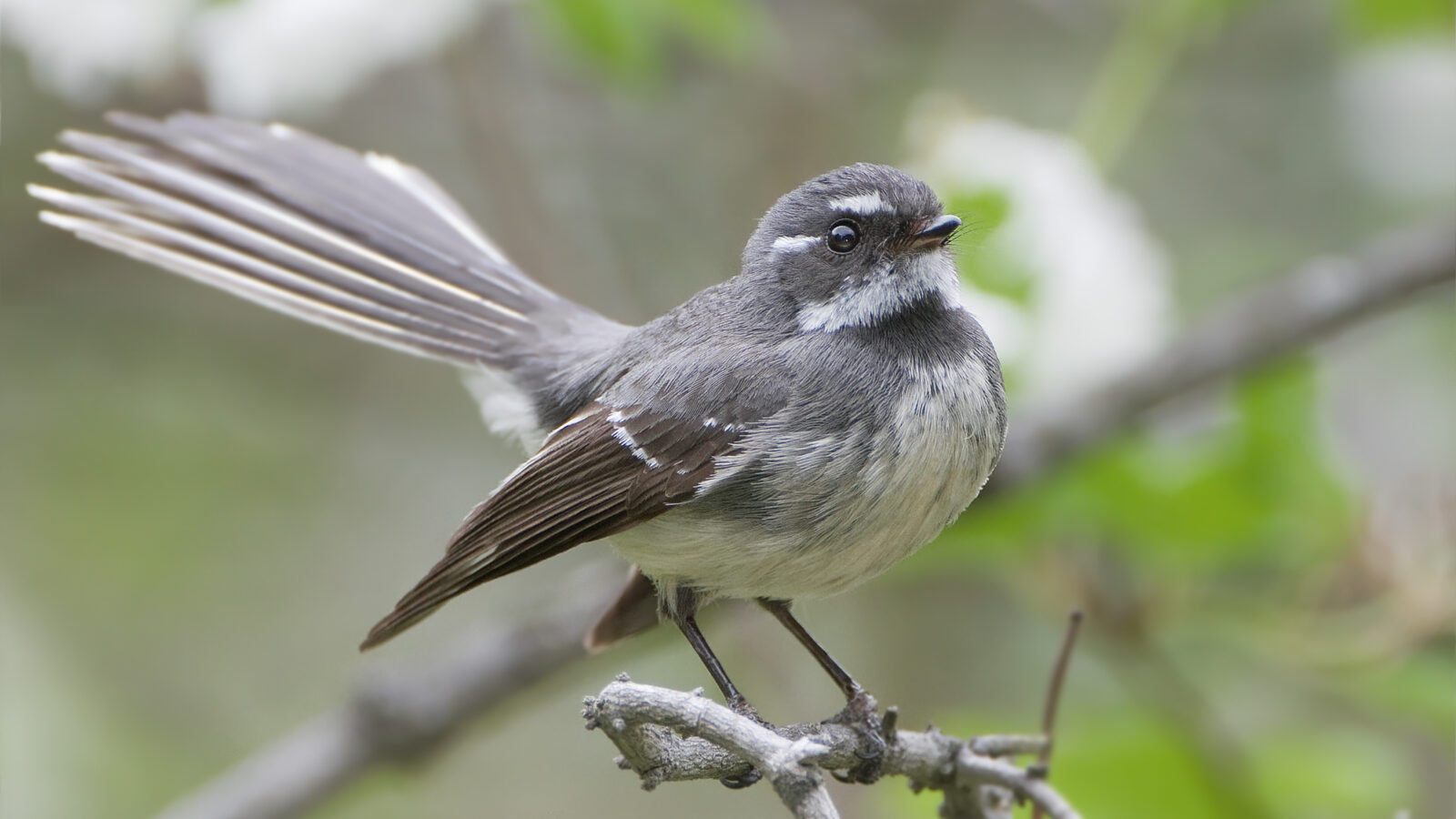 Grey Fantail