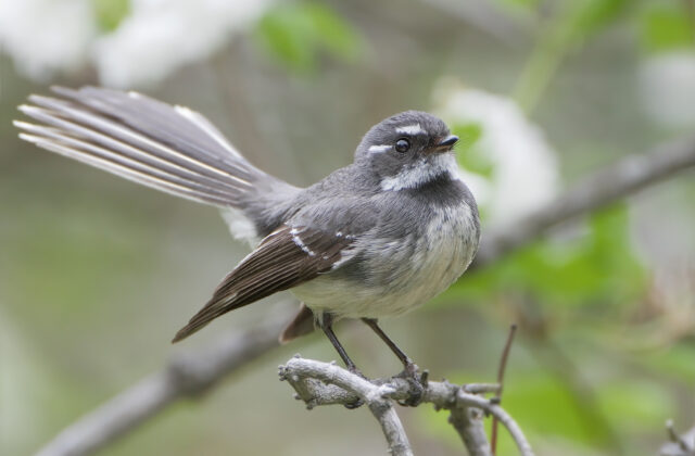 Grey Fantail