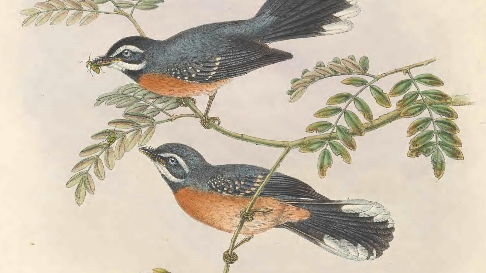 Chestnut-bellied Fantail