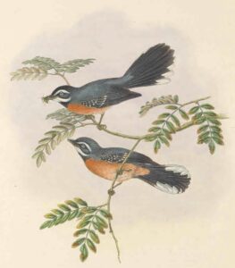 Chestnut-bellied Fantail