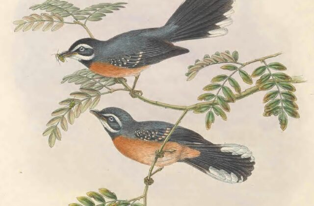 Chestnut-bellied Fantail