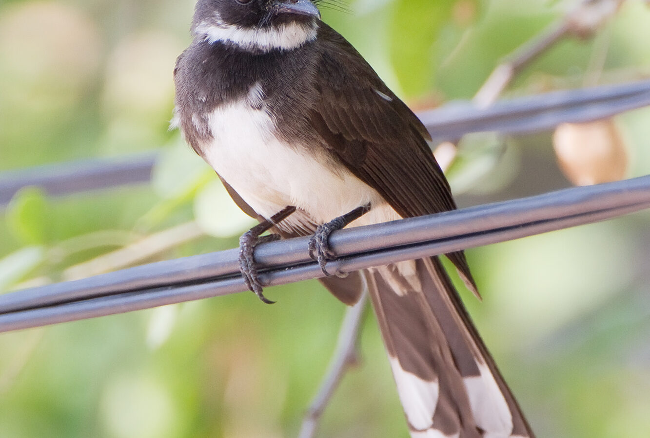 Sunda Pied Fantail