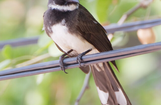 Sunda Pied Fantail