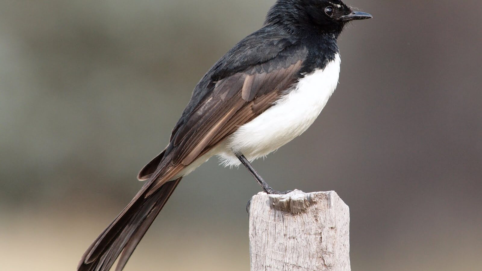 Willie Wagtail