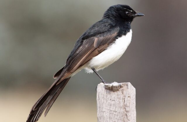 Willie Wagtail