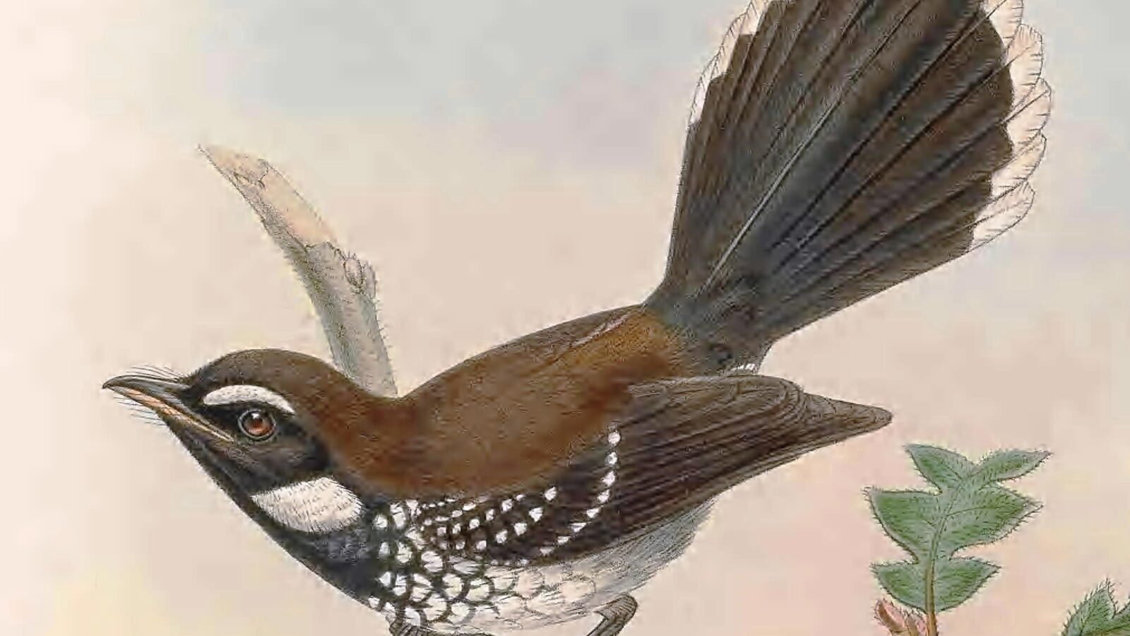 White-bellied Thicket Fantail