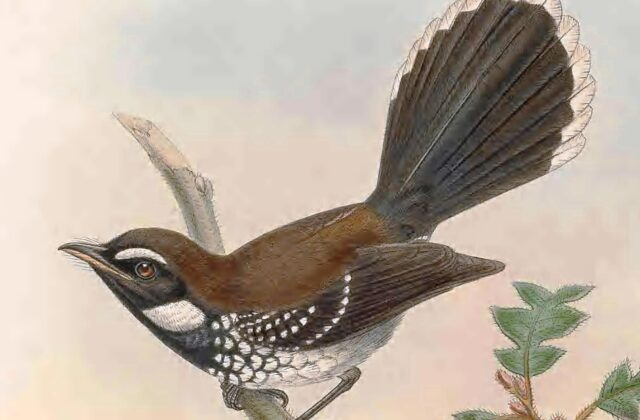 White-bellied Thicket Fantail