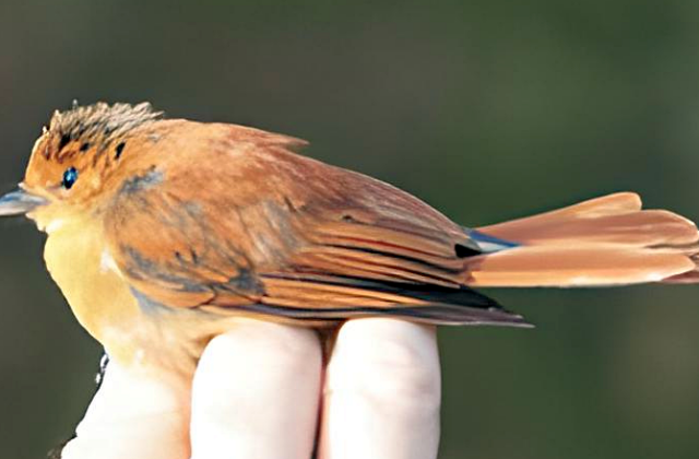 Malaita Fantail