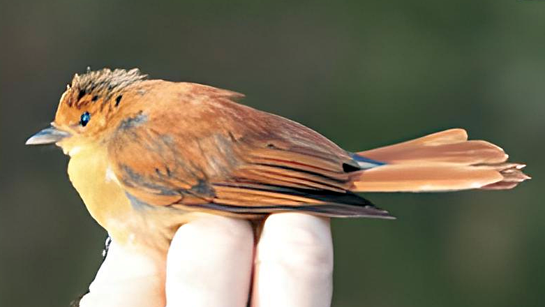 Malaita Fantail