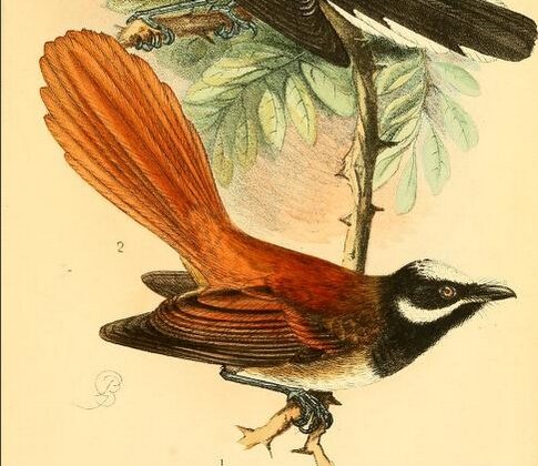 Mussau Fantail