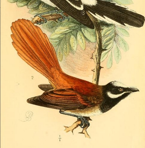 Mussau Fantail