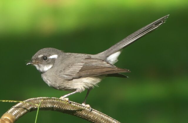 Samoan Fantail
