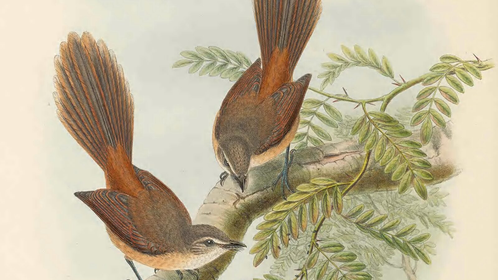 Long-tailed Fantail