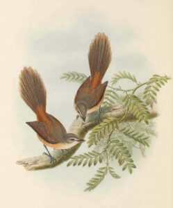 Long-tailed Fantail