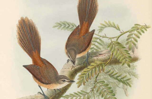 Long-tailed Fantail