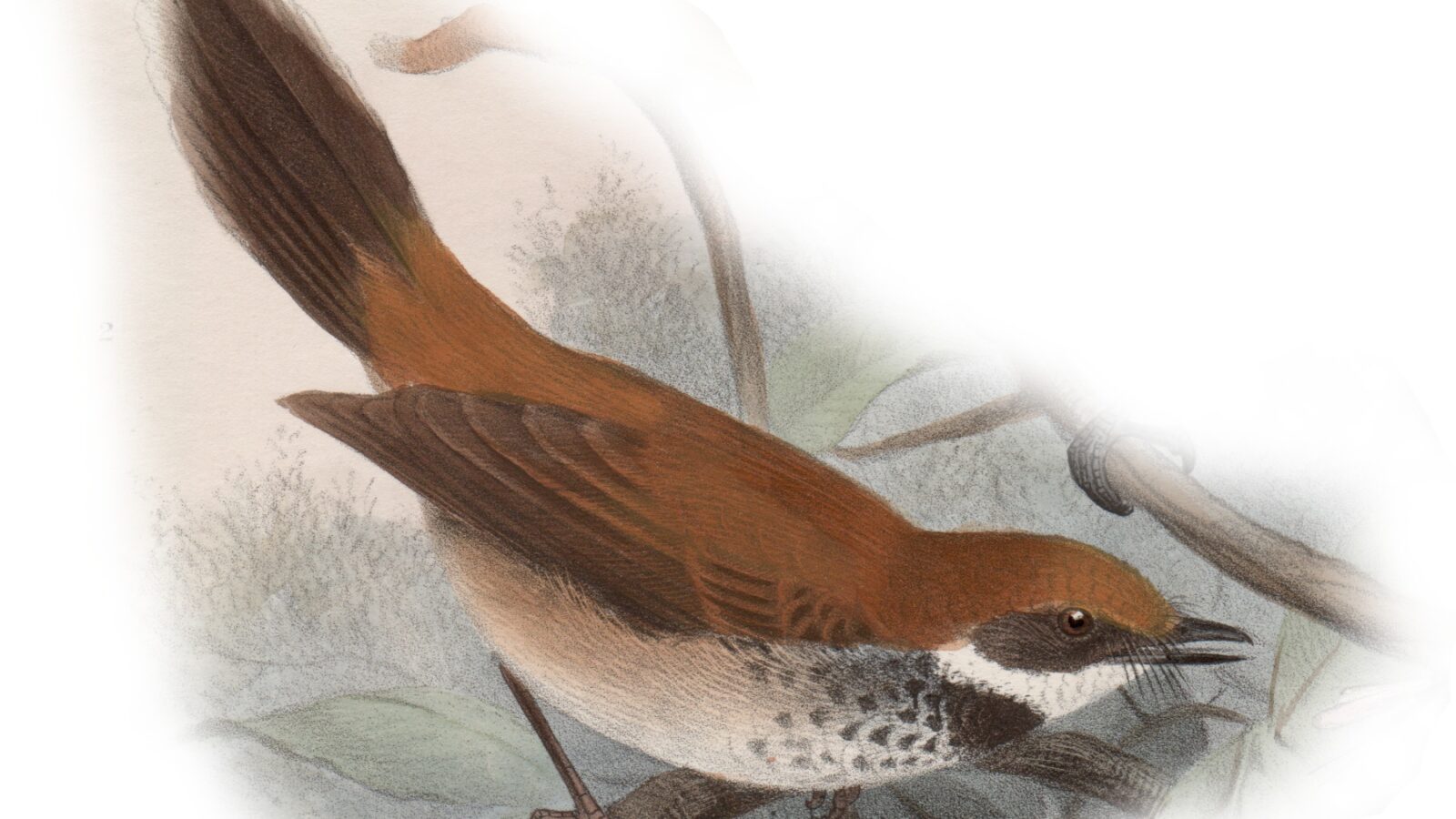 Manus Fantail