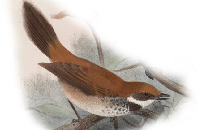 Manus Fantail