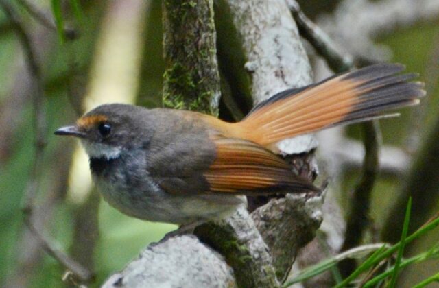 Sulawesi Fantail