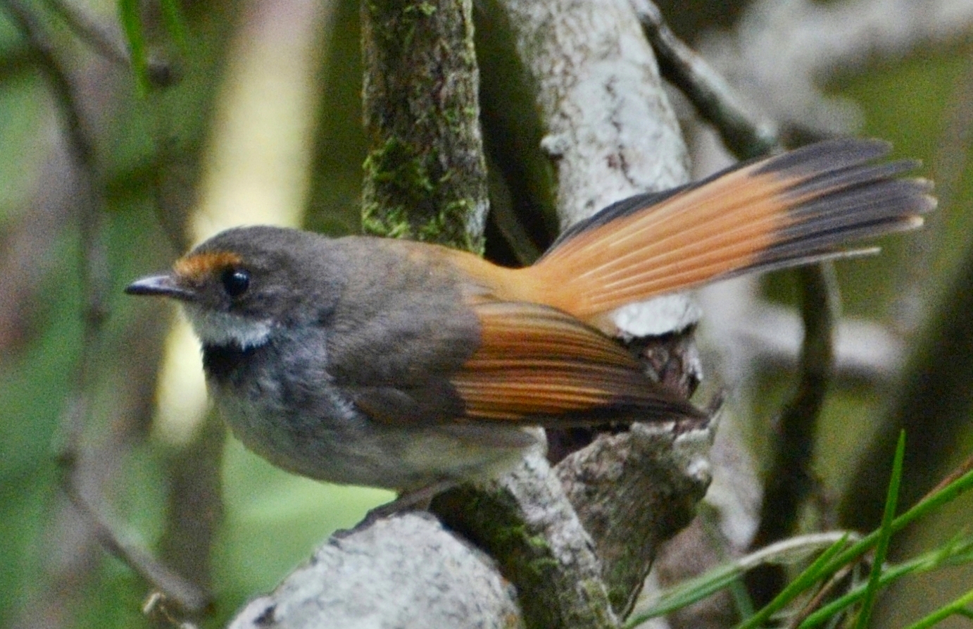 Sulawesi Fantail