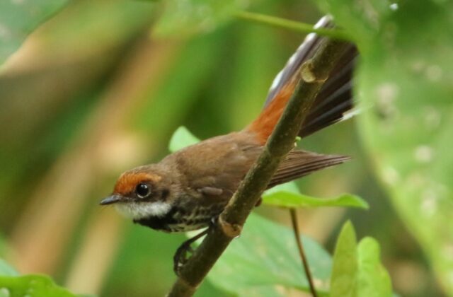 Micronesian Rufous Fantail