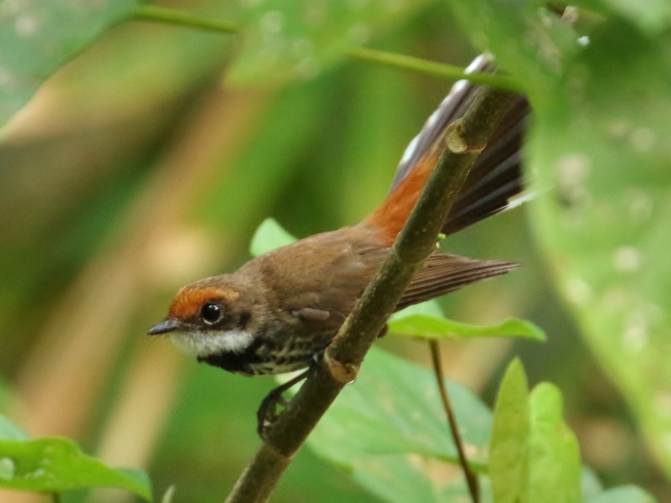 Micronesian Rufous Fantail