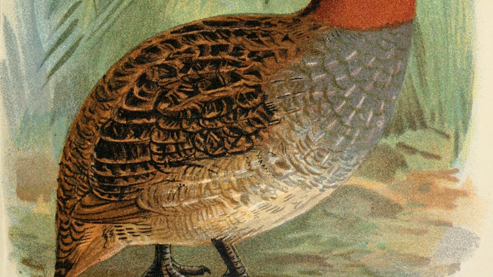 Dulit Partridge
