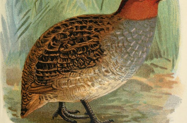Dulit Partridge