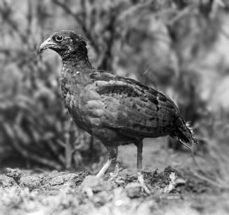 Long-billed Partridge