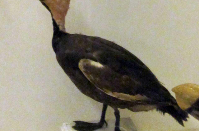 Pink-headed Duck