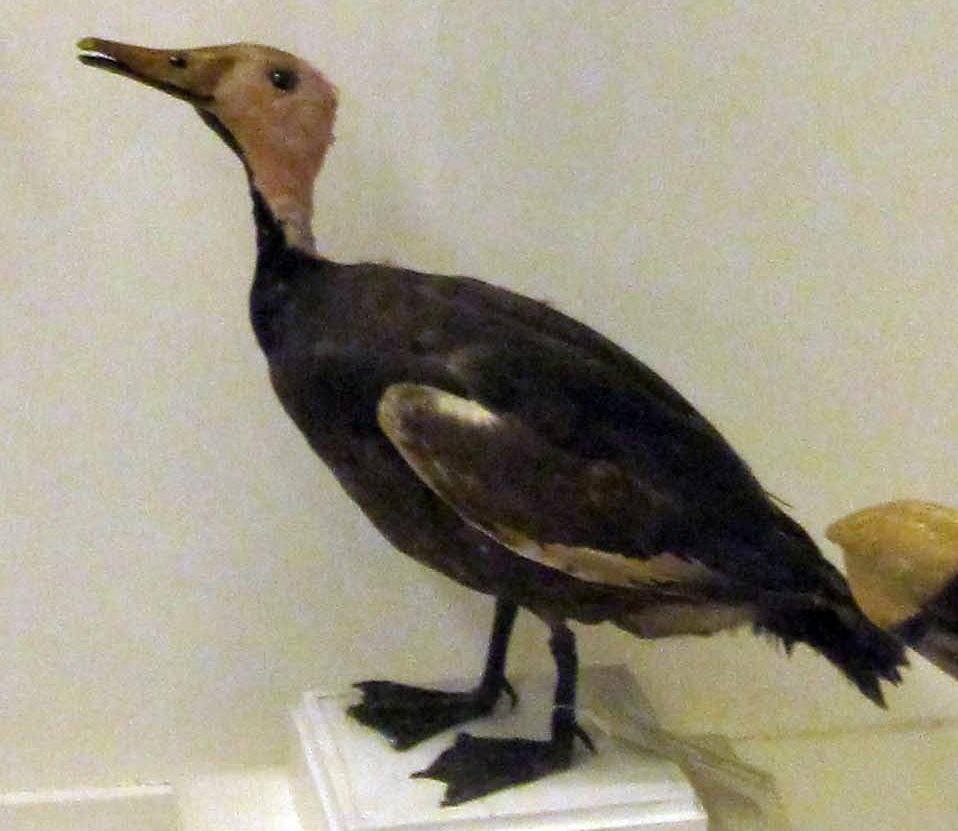 Pink-headed Duck