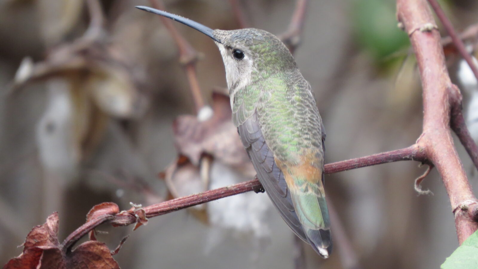Oasis Hummingbird