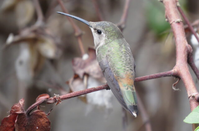 Oasis Hummingbird