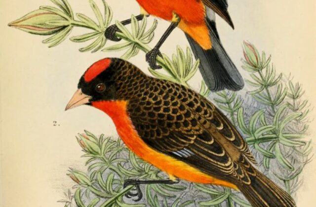 Crimson-breasted Finch