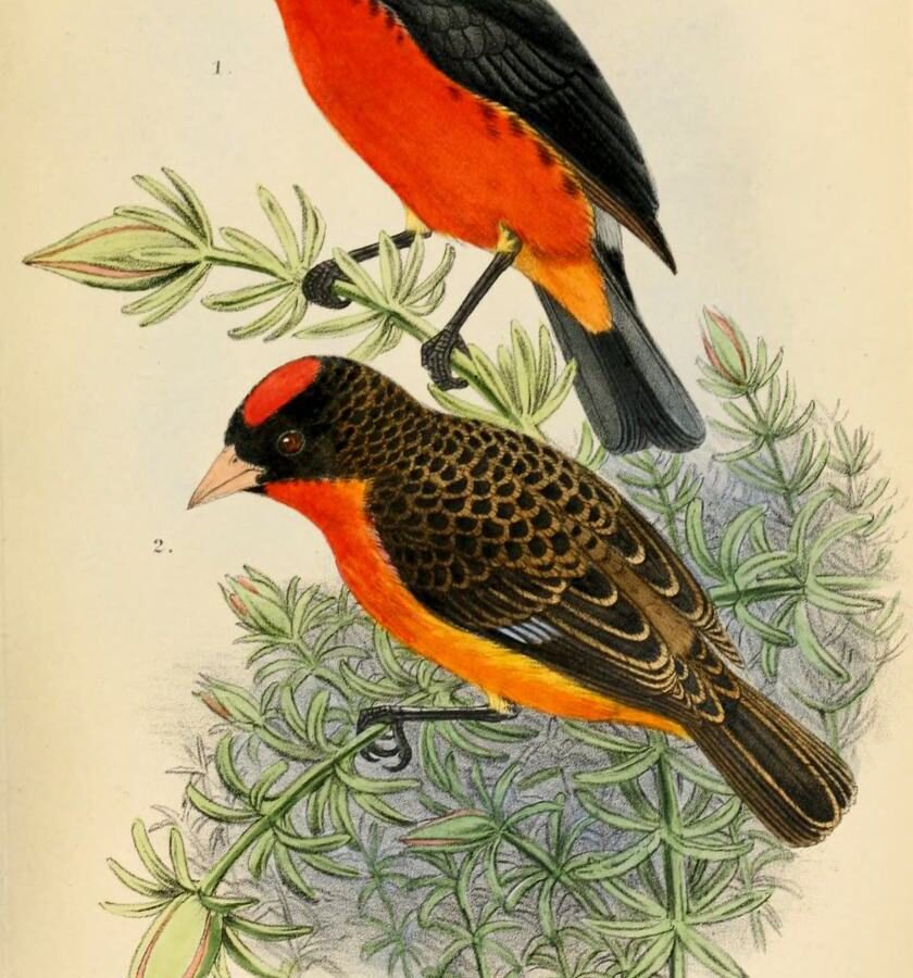 Crimson-breasted Finch