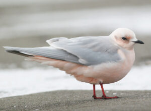 Ross’s Gull