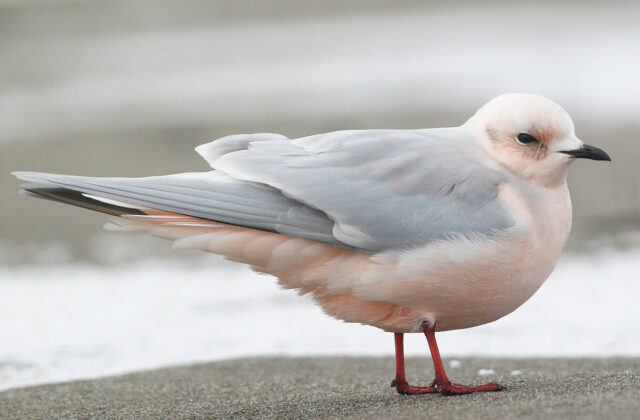 Ross’s Gull