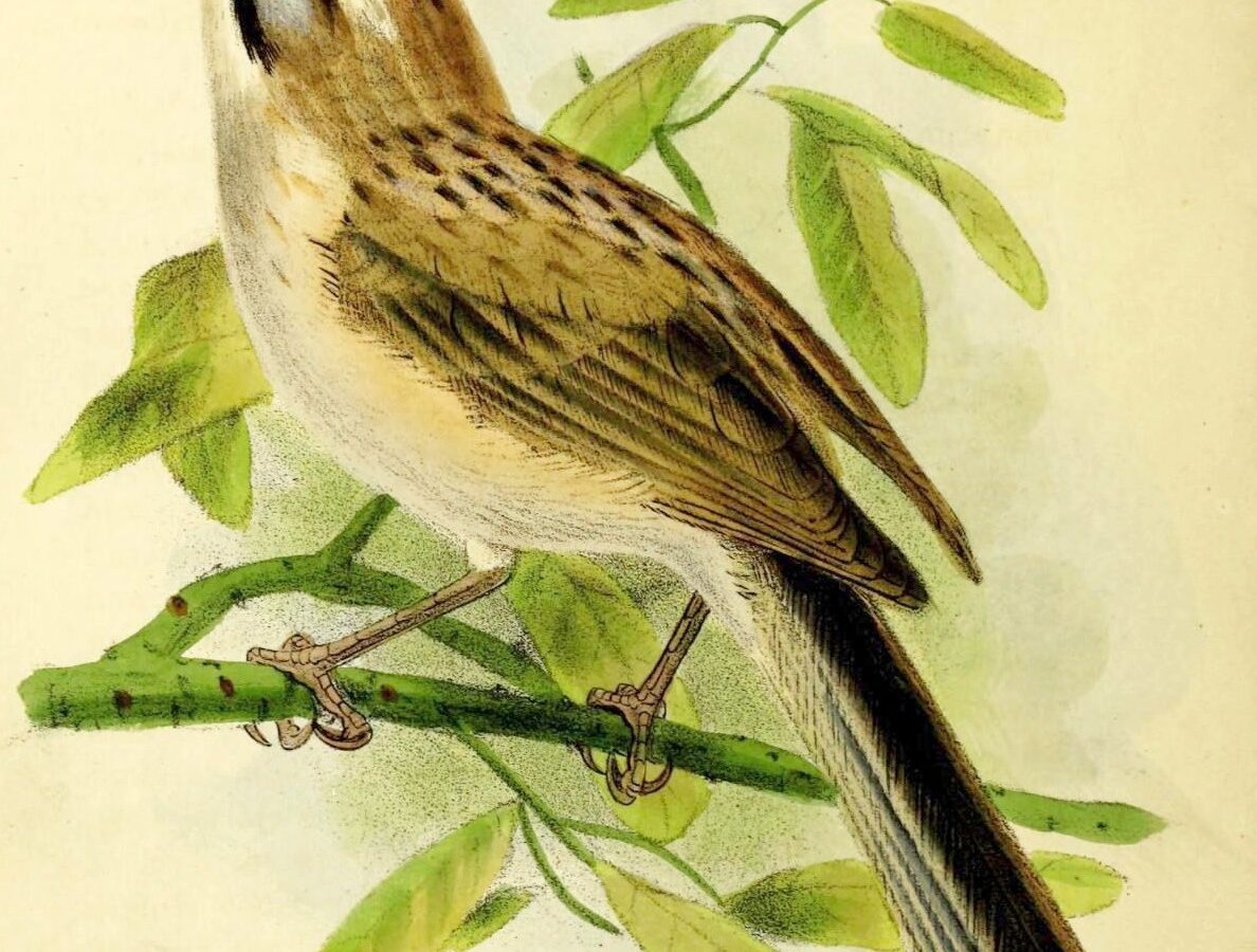 Tarim Babbler