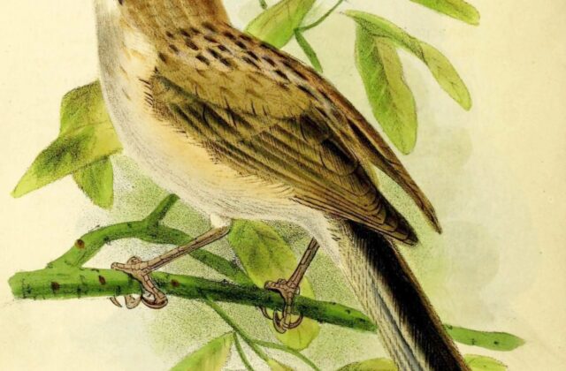 Tarim Babbler