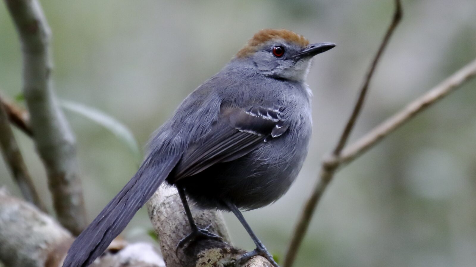 Slender Antbird