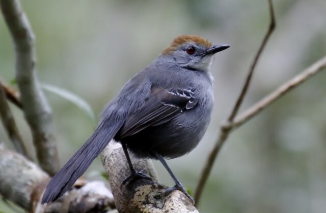 Slender Antbird