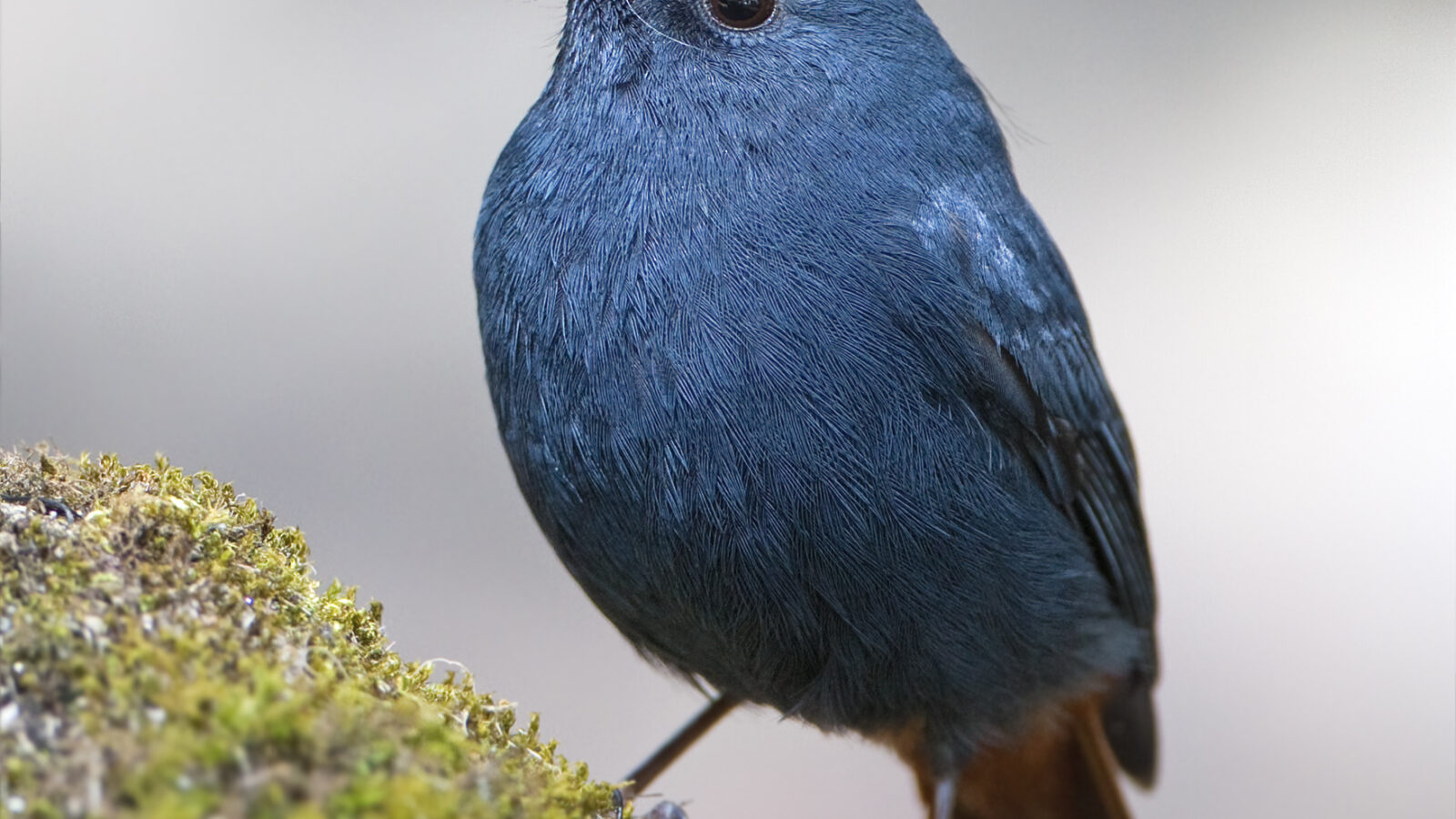 Plumbeous Water Redstart