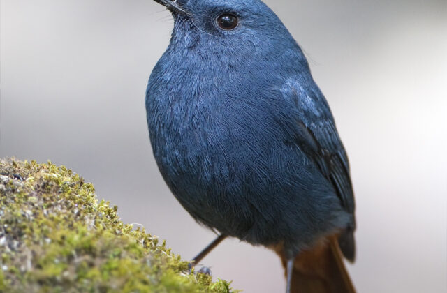 Plumbeous Water Redstart