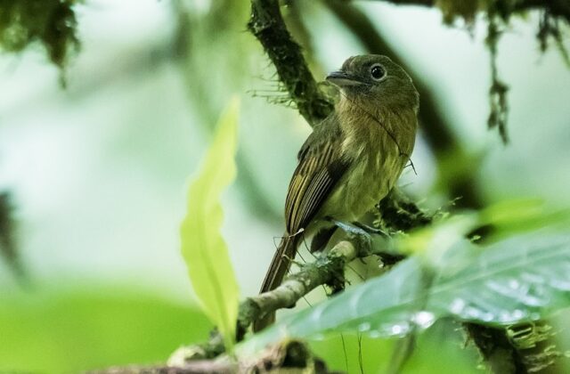 Fulvous-breasted Flatbill