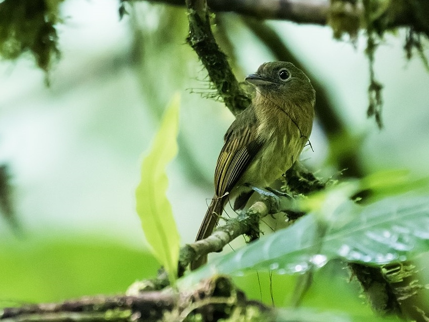 Fulvous-breasted Flatbill