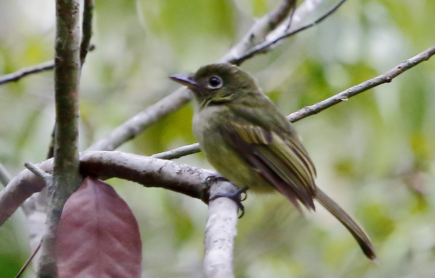 Eastern Olivaceous Flatbill