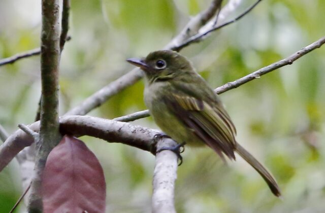 Eastern Olivaceous Flatbill