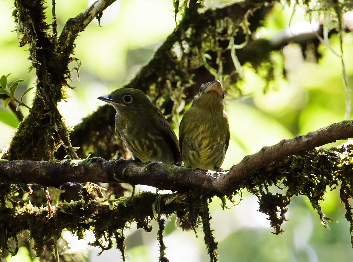 Pacific Flatbill
